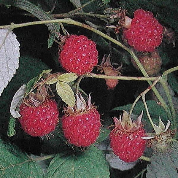  Image name: lampone2.jpg 
 width: 600 pixel 
 height: 600 pixel 
 Size: 111762 bytes 
 Click to enlarge 